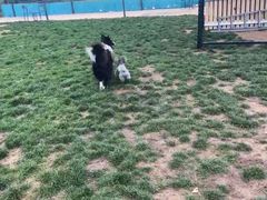 -趣玩宠物乐园寄养训犬训狗游泳池