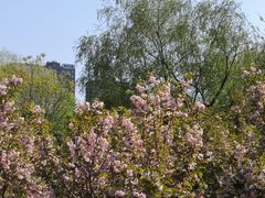 -长白岛森林公园