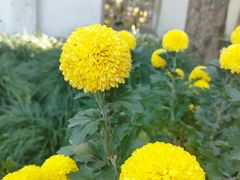 -杭州植物园