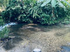 -莫里热带雨林景区