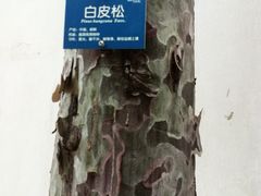 -北京鹫峰国家森林公园