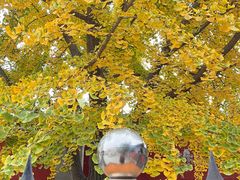 -北京石刻艺术博物馆(五塔寺)