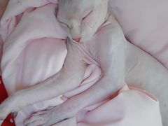 -北京恒爱动物医院(清景园分院)