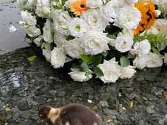 -上海野生动物园