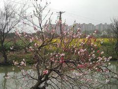 -南汇水蜜桃采摘(大团店)