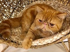 -飞行喵MR PILOT|猫舍·猫咖(静安大融城店)