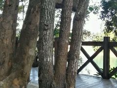 -广州市流溪河国家森林公园