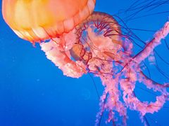 -太平洋海底世界