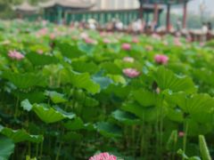 -莲花池公园