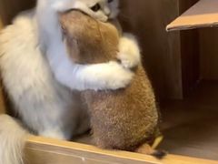 -贺秦生陕面王(富力城店)