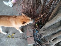 -柴犬高等学院·狗咖·柴犬售卖·宠物训练