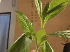 -十二舍·湯物素煮(江泰潤政店)