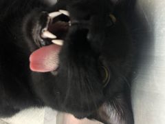 -艾贝尔宠物医院·24H转诊中心·肿瘤猫专科(江宁双龙店)