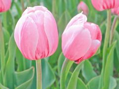 -长春公园(普阳街道)