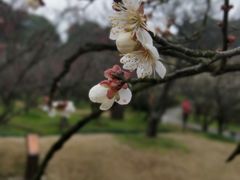 -香雪海