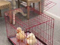 用餐区-遇见羊驼·奶狗咖·布偶猫咖·法斗柯基柴犬阿拉斯加(春熙路太古里IFS店)