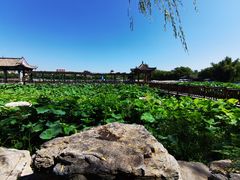-莲花池公园