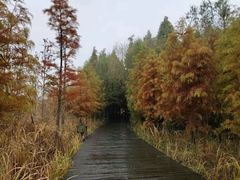 -溱湖国家湿地公园