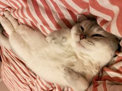 -1013 PET SHOP 宠物商店(近铁城市广场店)