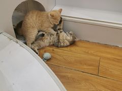 -COLOR PETS 撸猫馆·购猫·猫咖(长风大悦城店)