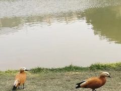 -顺峰山公园