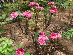 景点-洛阳国花园