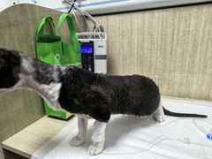-北京观赏动物医院·24小时大型综合·猫专科·异宠专科