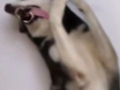 -粉小主·贵州酸汤牛肉粉(南京仙林金鹰店)