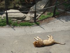 -大连森林动物园