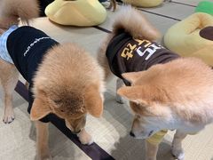 -逗柴咖啡屋·狗咖猫咖宠物桌游