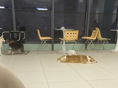 -怪兽屋·羊驼·猫咖·狗咖(俊华广场店)
