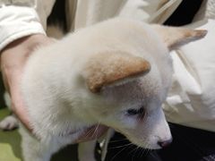 -北京派仕佳德动物医院·超导核磁·CT·神经科·骨科·内外科·急重症管理中心