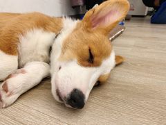 -浣熊柯尔鸭土拨鼠·电玩咖