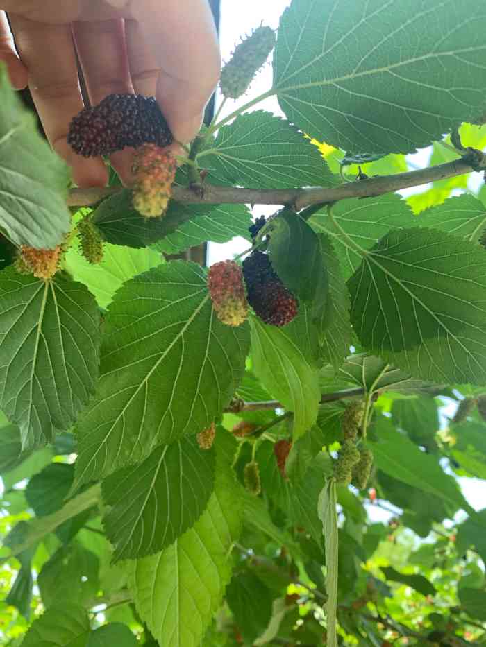 天宫庄园-"一路走过!95儿盛开!桑果新鲜甜美爽口!"-大众点评移动版