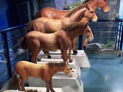 -吉林省自然博物馆