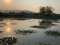 -长兴太湖图影湿地文化园