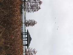 -星巴克(迪士尼小镇店)