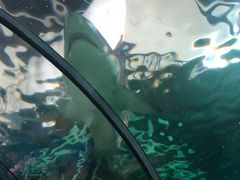 -悉尼海洋生物水族馆