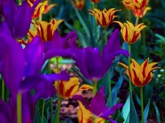 -国家植物园南园