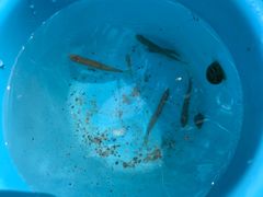 -碓臼峪自然风景区