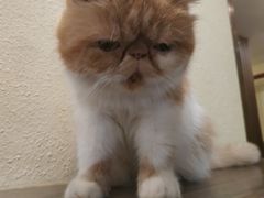 -more than meow吴止猫主题餐厅(承德 中船汇店)