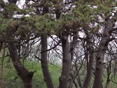 -北陵公园