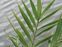 -深圳仙湖植物园