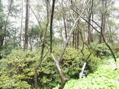 -南山植物园