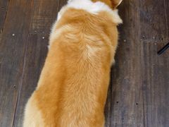 -肥朵食堂(带梦胡同店)