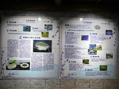 -贝壳梦幻世界
