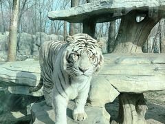 -北京野生动物园