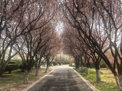 -石家庄市植物园