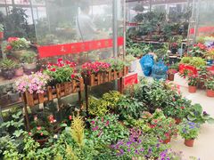 -龙大花卉苗木市场