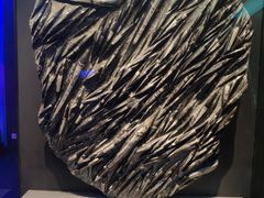 -贝林大翅鲸简餐厅(国家海洋博物馆店)